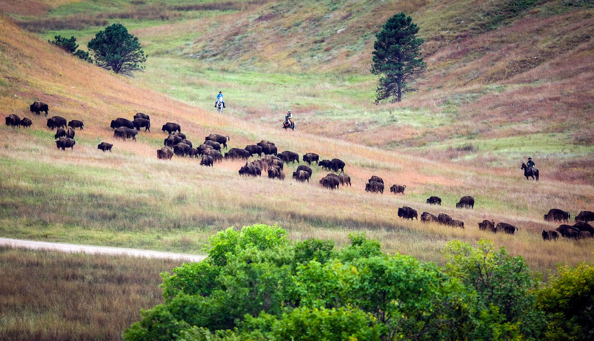 54th Annual Buffalo Roundup at Custer State Park
